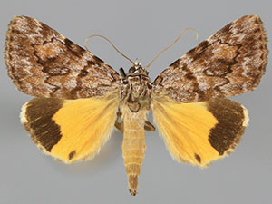 Catocala pinicola