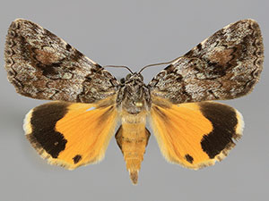 Catocala pinicola