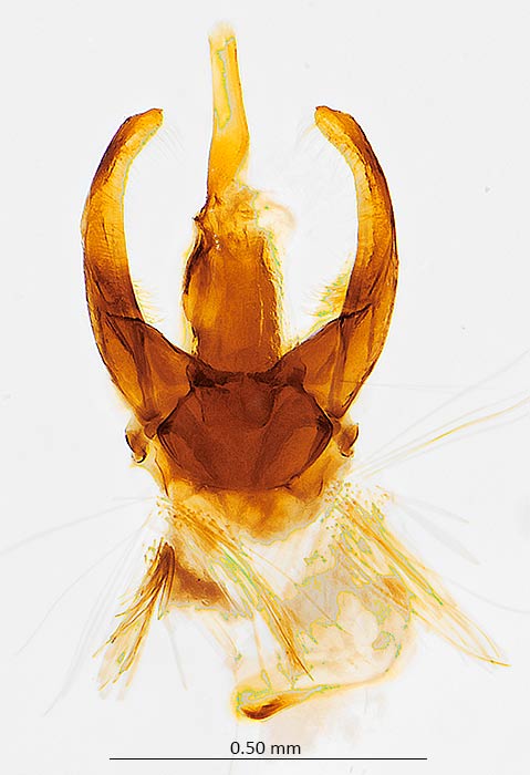 Monochroa angustipennella