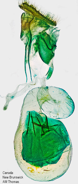 Cenopis reticulatana