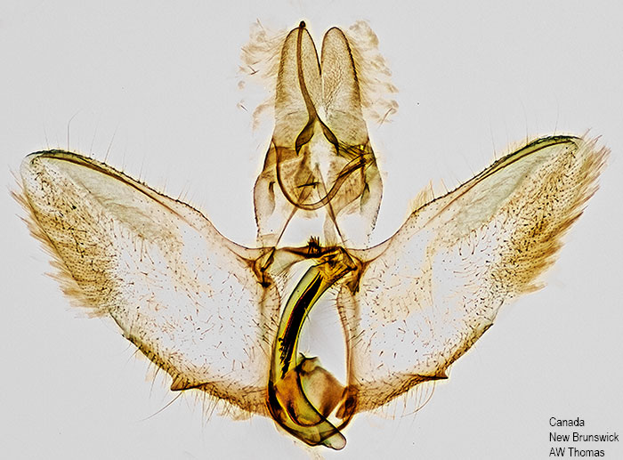 Cenopis reticulatana