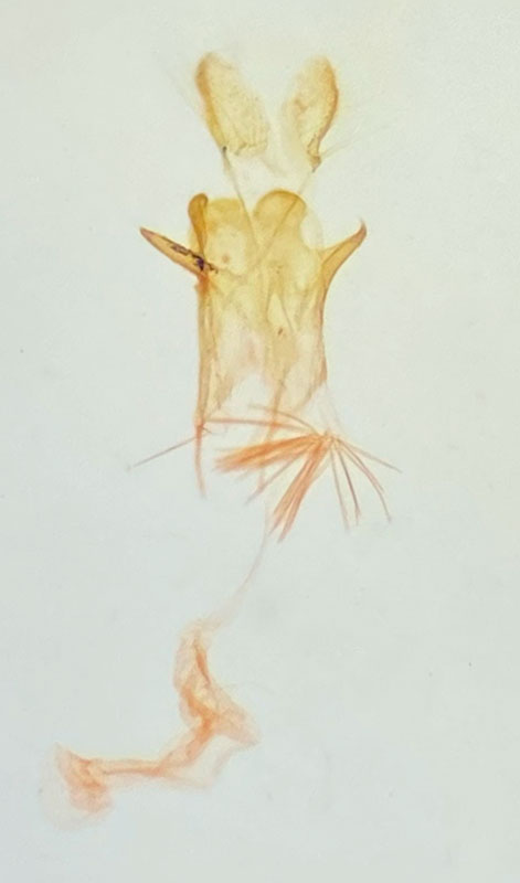 Anacampsis tephriasella
