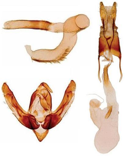 Lasionycta staudingeri
