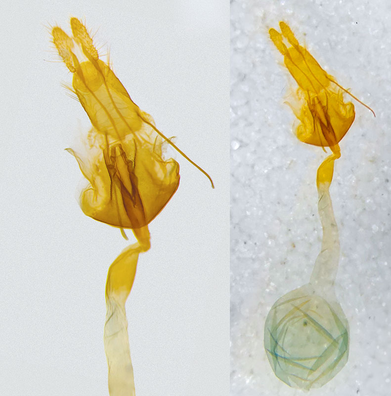 Olethreutes bowmanana