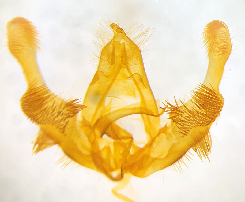 Olethreutes bowmanana