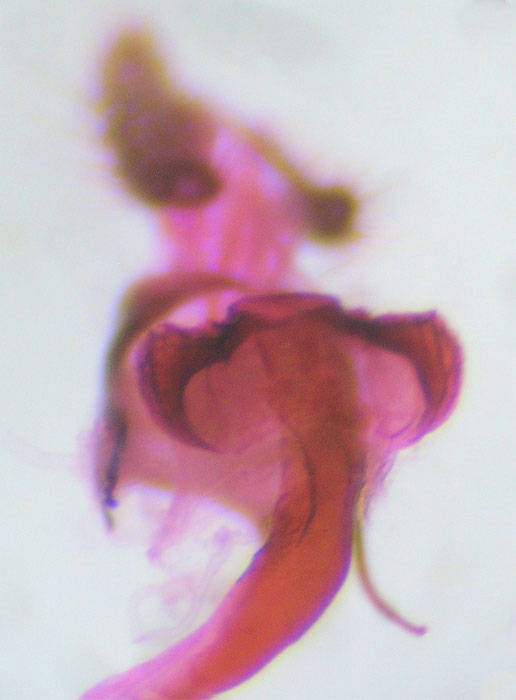 Gypsonoma parryana