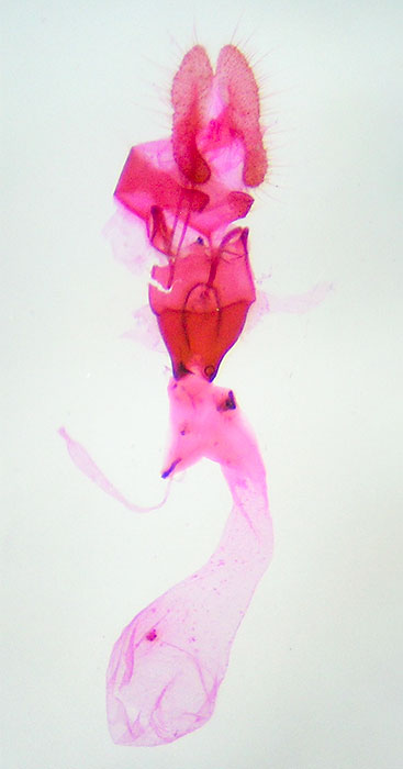 Acleris hudsoniana