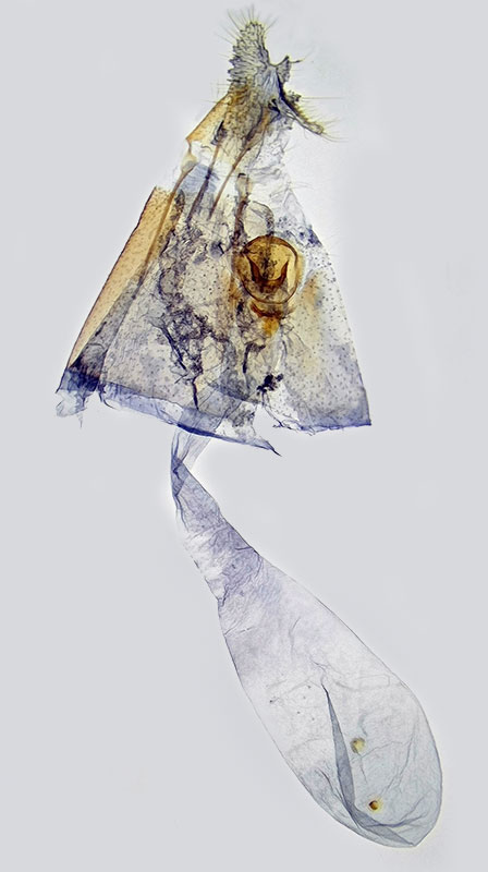 Rhyacionia subcervinana