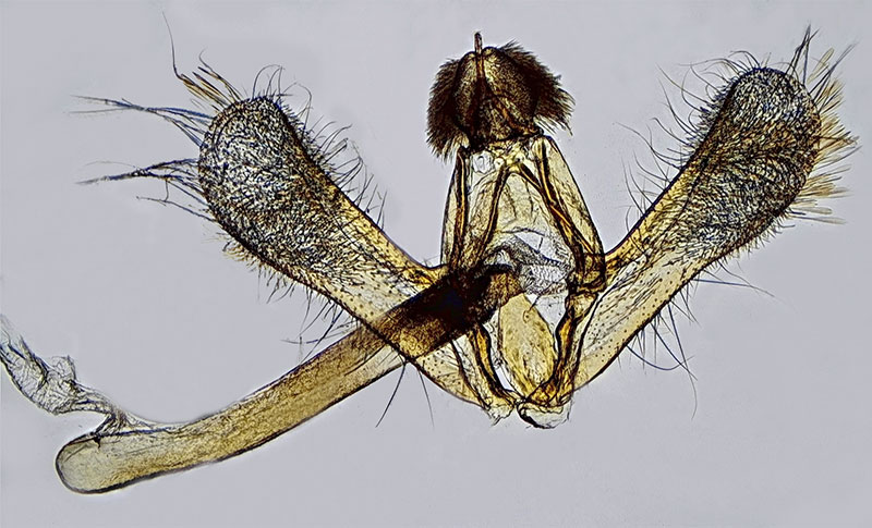 Eudonia rectilinea