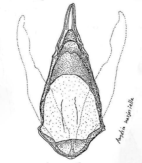 Amydria margoriella