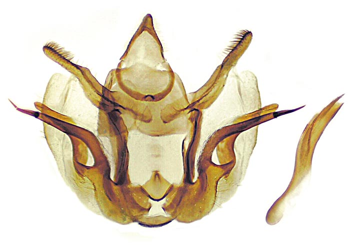 Glaucina biartata
