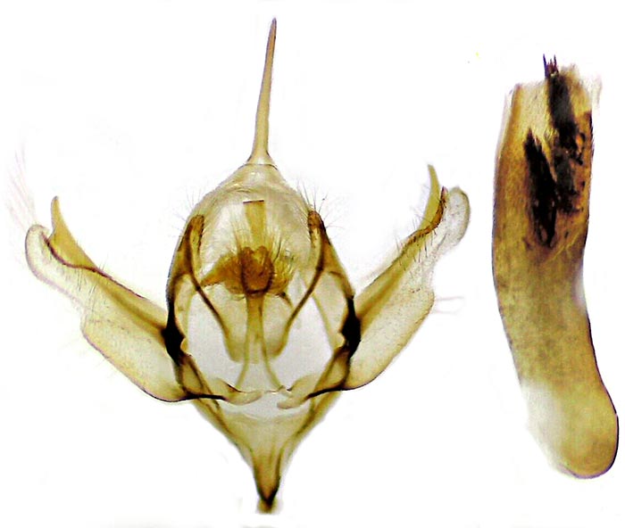 Xanthorhoe labradorensis
