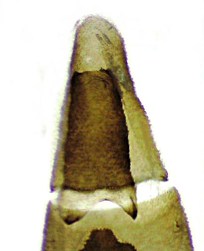 Eupithecia swettii
