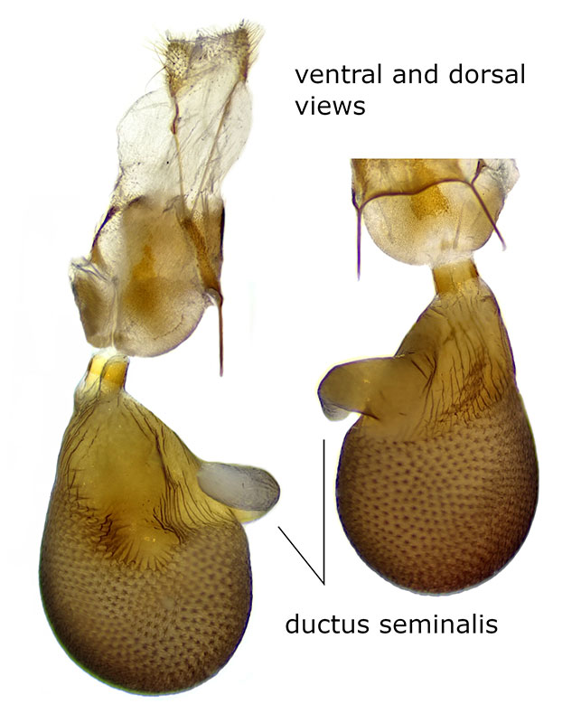 Eupithecia multistrigata