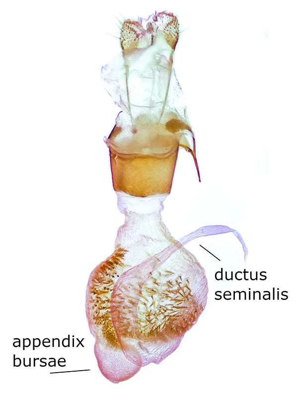 Eupithecia appendiculata