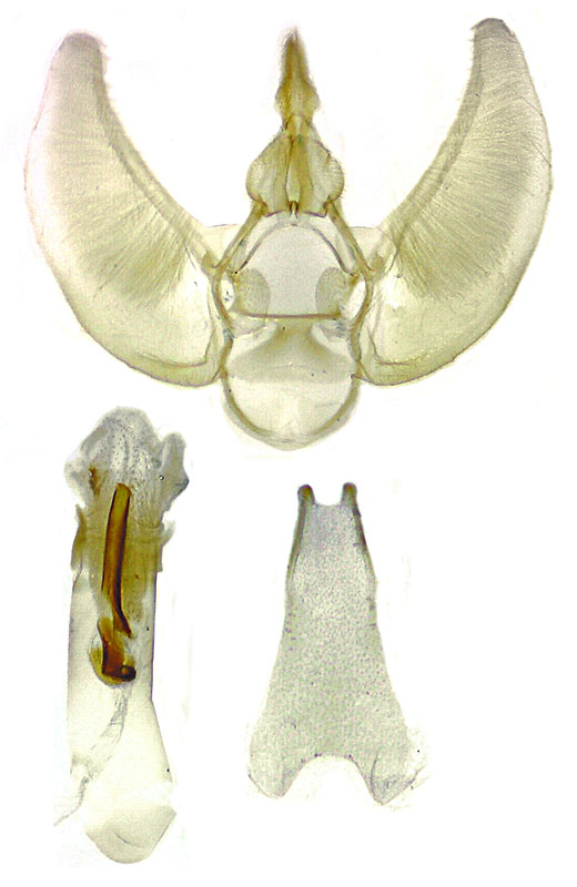 Eupithecia albida