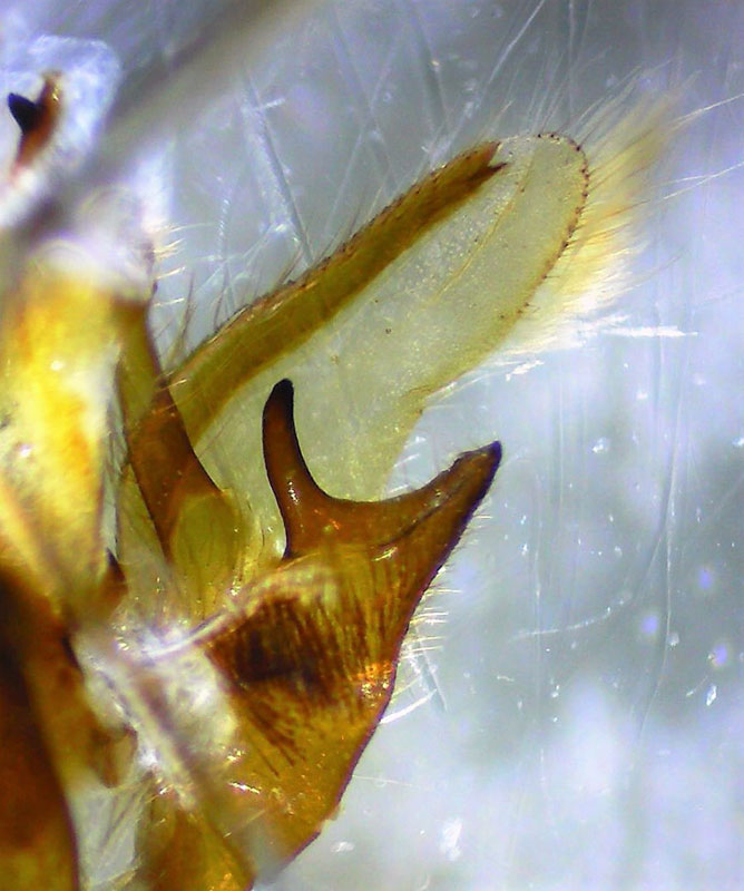 Caenurgina crassiuscula