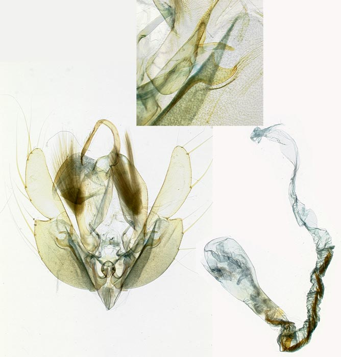 Leucania senescens