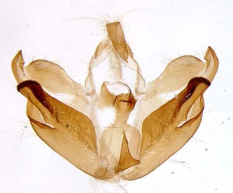 Plusiodonta compressipalpis