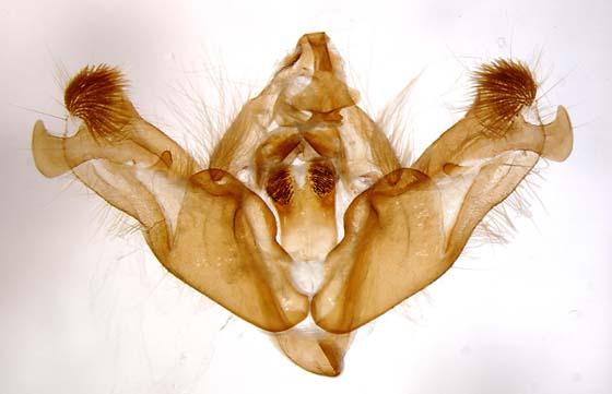 Pachypolia atricornis