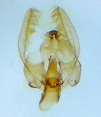 Endothenia microptera