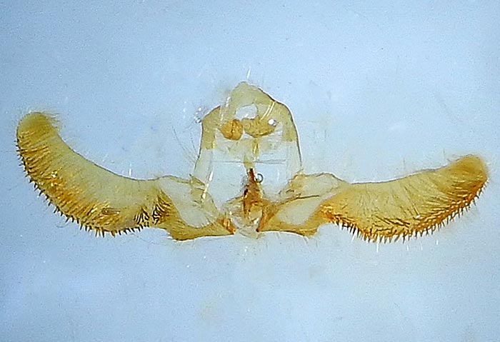 Zeiraphera hesperiana