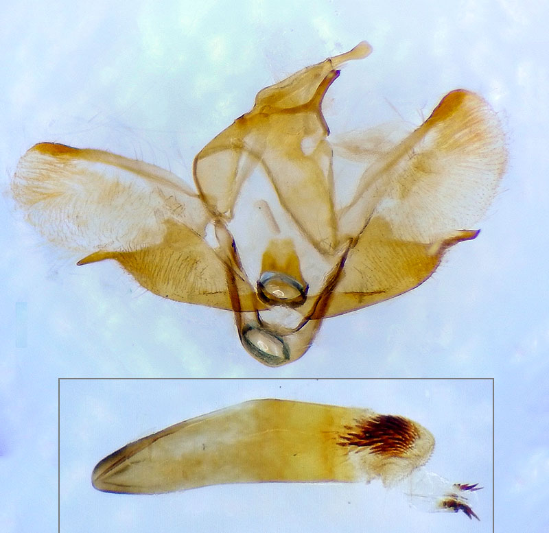 Scoparia denigata