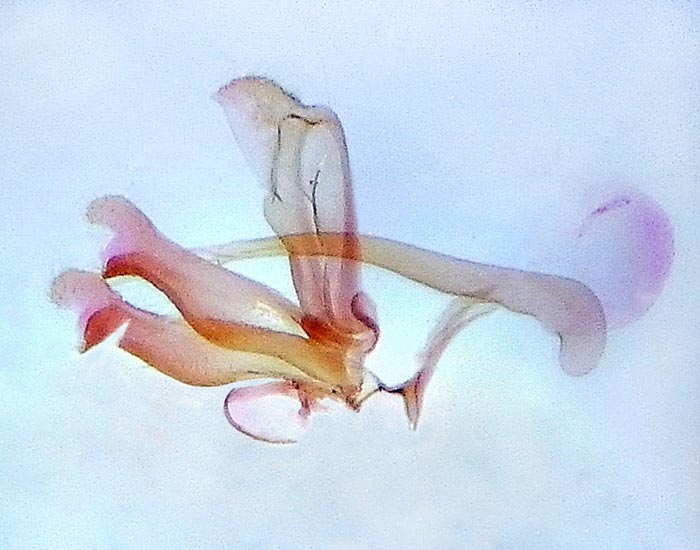 Dejongia lobidactylus