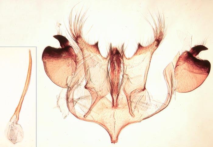 Cephimallota obscurostrigella