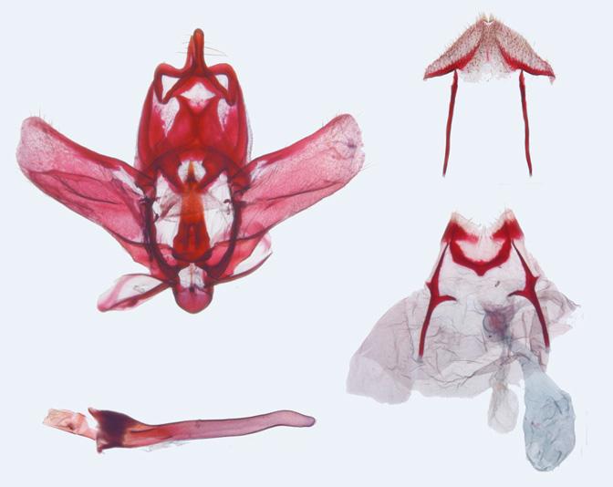 Donacaula sordidellus