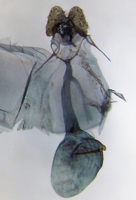 Argyrotaenia floridana