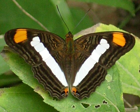 Moth Photographers Group -- Moths of Mexico by J.C.T. García Morales - B02