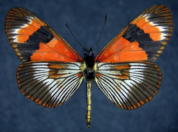 Moth Photographers Group -- Butterflies of Peru by Jim Vargo - 05