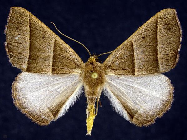 Moth Photographers Group -- Peru Geometridae by Jim Vargo