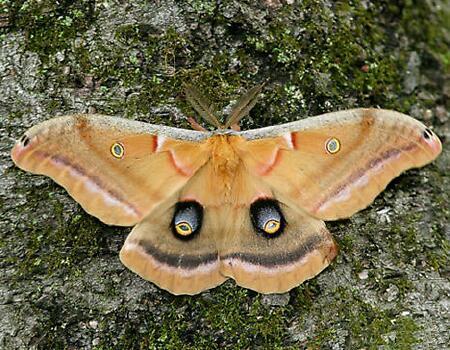 Moth Photographers Group – Antheraea polyphemus – 7757