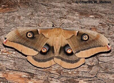 Moth Photographers Group – Antheraea oculea – 7757.1