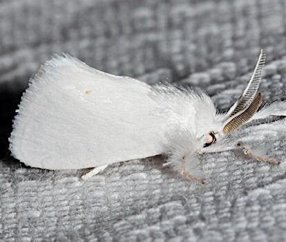 Moth Photographers Group – Alarodia slossoniae – 4673