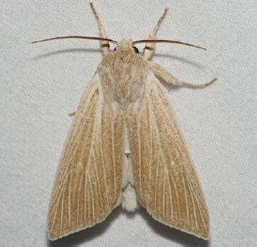Moth Photographers Group – Acronicta insularis – 9280