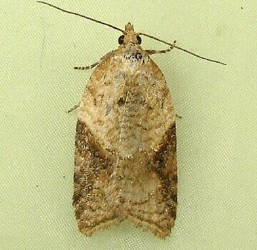 Moth Photographers Group – Acleris britannia – 3537