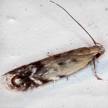 Moth Photographers Group – Leucogoniella californica – 1848