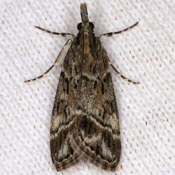 Moth Photographers Group – Eudonia rectilinea – 4722