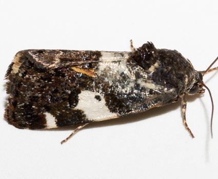 Moth Photographers Group – Tarache flavipennis – 9140