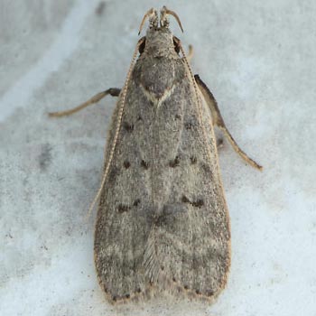 Moth Photographers Group – Dichomeris citrifoliella – 2292