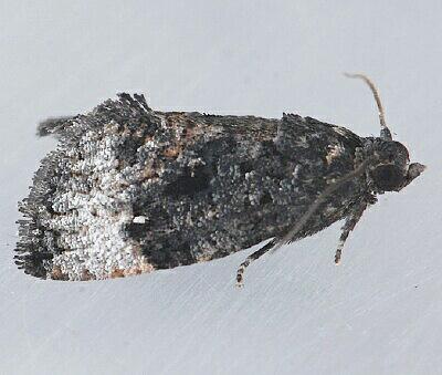 Moth Photographers Group – Gymnandrosoma punctidiscanum – 3495