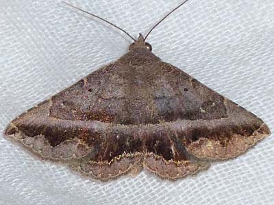 Moth Photographers Group – Lesmone aenaria – 8651.1