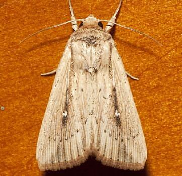 Moth Photographers Group – Leucania incognita – 10450