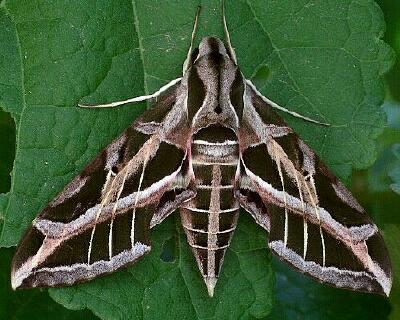 Moth Photographers Group – Eumorpha vitis – 7864