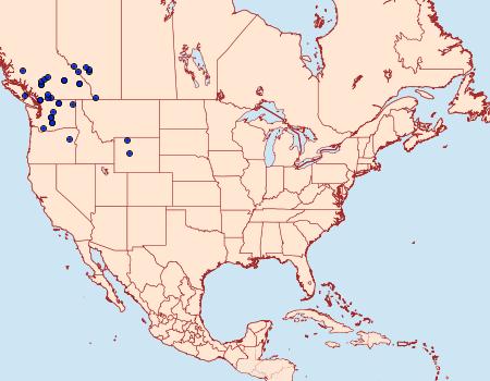 Distribution Data for Lasionycta mutilata