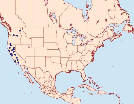 Distribution Data for Microhelia angelica