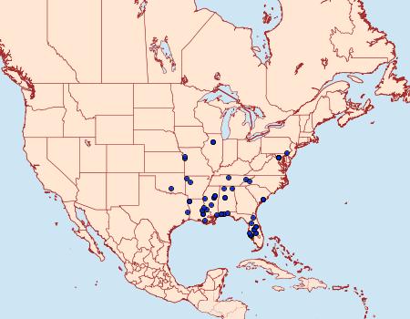 Distribution Data for Chionodes cacula